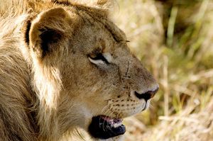 Lion Close Up 